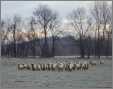 Sheep on a December Morning