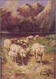 Sheep on a Mountain Pass