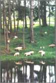 Sheep on Reflection Farm in Wa