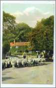 Sheep on Sussex Lane