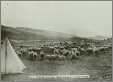 Sheep on the High Range in Mt