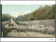 Sheep on the Road in Scotland