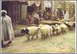 Sheep on the Street in Kandahar Afghanistian