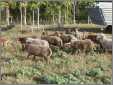 Sheep on Their Way to Pasture