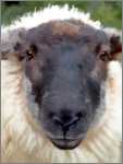 Sheep Portrait