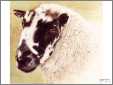 Sheep Portrait B