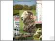 Sheep Post Card Collage