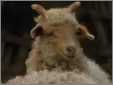 Sheep Racka2