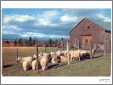 Sheep Ready to Shear