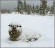 Sheep Reclineing in Snow