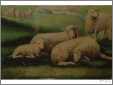 Sheep Recumbent3