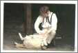 Sheep Shearing at Old Sturbridge Village