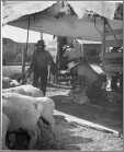 Sheep Shearing Farming Landers Ranch Texas Photo 1950