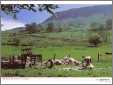 Sheep Shearing in Ireland1