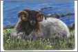 Sheep Shetland Ram in Repose