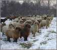 Sheep Watching in Winter