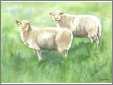 Sheep Watercolor 2 Ewes