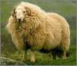 Sheep Welshmt