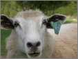 Sheep What a Face Corri X Bfl