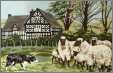 Sheep with BC Tapestry