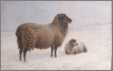 Sheep with Lamb in Snow