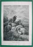 Sheep with Lambs Engraving