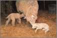 Sheep with Newborn Lambs