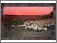 Sheep with Red Sky