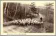 Sheep with Shepherd on a Country Road