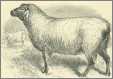 Sheep Woodcut Print