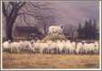 Sheep Wool Gathering