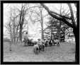 Sheep Grazing White House Lawn 1912