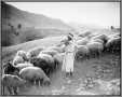 Shepherd Boy Playing Flute to Sheep