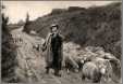Shepherd with Pipe and Sheep