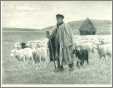 Shepherd with Sheep and Dog