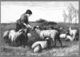Shepherdess Feeding Sheep