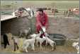 Shepherds Feeding Orphand Lambs