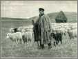 Sheprd with Dog and Sheep