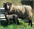 Shetland Ewe Delilah and Her Lamb
