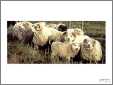 Shetland Sheep Rams