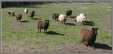 Shetland Sheep Persons B