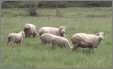 Shorn Sheep at Pasture