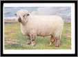 Shropshire Ram