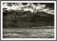 Sierra Sheep Grazing