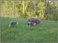 Silver Ewe with Twins