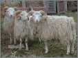 Skudden Sheep