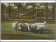 Small Flock of Oxford Sheep