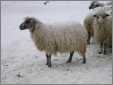 Snowing Sheep