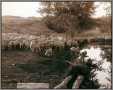 South Dakota Sheep Flock Old West 1891