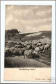 Southdown Shepherd Flock of Sheep Sussex